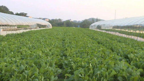 胡家河蔬菜种植基地 打造保供基地 推动产业振兴