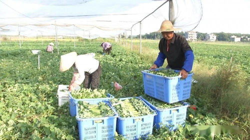 我市实施 菜篮子 稳供保产行动 蔬菜种植基地喜迎丰收