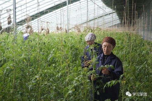 温暖的回响⑦丨树多了 雨多了 戈壁滩上 长 出生态村