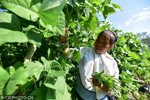 贵州丹寨 种植基地 助农增收