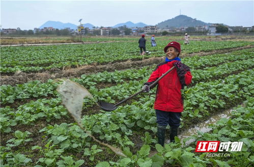 道县蔬菜产业助脱贫