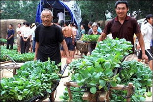 搭上淘实惠,沂南县蔬菜种植前途一片大好